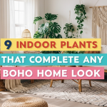 9 Indoor Plants That Complete Any Boho Home Look